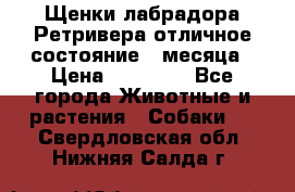 Щенки лабрадора Ретривера отличное состояние 2 месяца › Цена ­ 30 000 - Все города Животные и растения » Собаки   . Свердловская обл.,Нижняя Салда г.